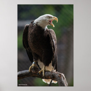 Bald Eagle Calling Poster