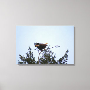 Bald Eagle Canvas Print