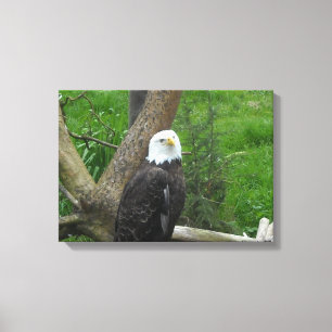 Bald Eagle Canvas Print