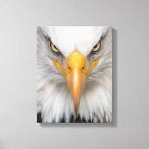 Bald eagle canvas print