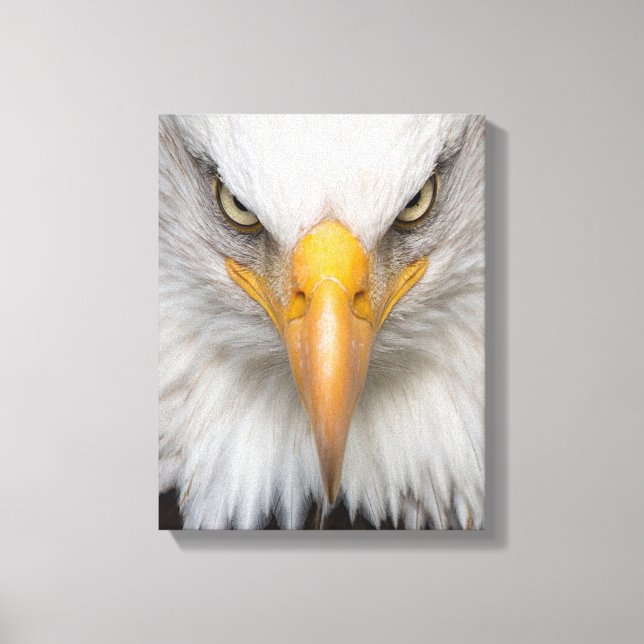 Bald eagle canvas print (Front)