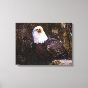 Bald Eagle Canvas Print