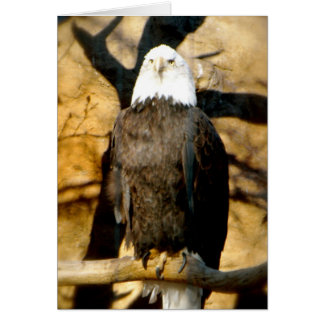Bald Eagle Card