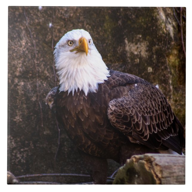 Bald Eagle Ceramic Tile (Front)