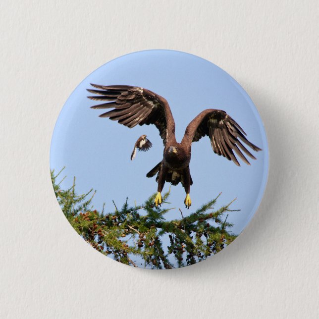 Bald Eagle Chased by a mockingbird 6 Cm Round Badge (Front)