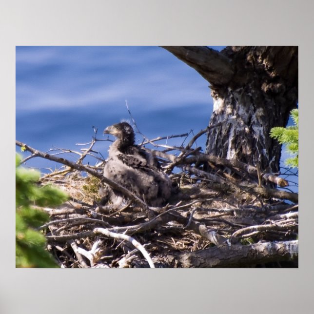 Bald Eagle Chick - Fine Art Prints (Front)