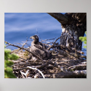Bald Eagle Chick - Fine Art Prints