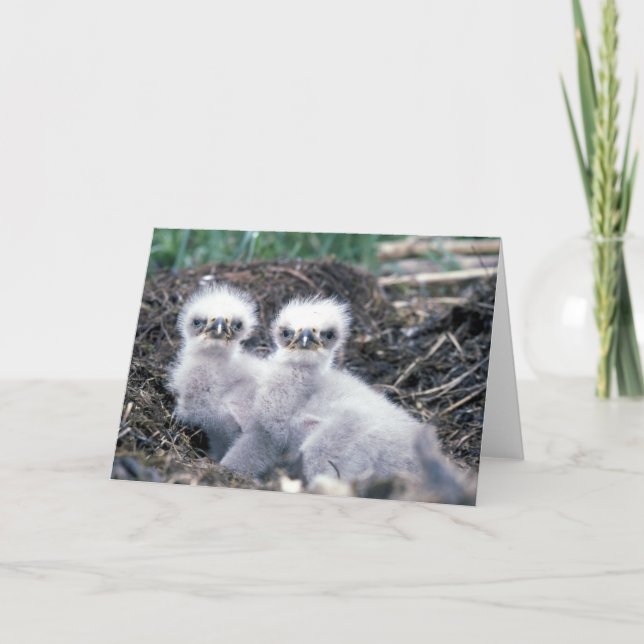 Bald Eagle Chicks Greetings Card (Front)