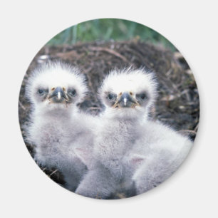 Bald Eagle Chicks Magnet