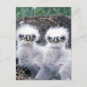 Bald Eagle Chicks Postcard