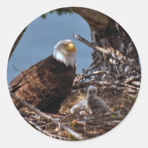 Bald Eagle Chicks - Sticker