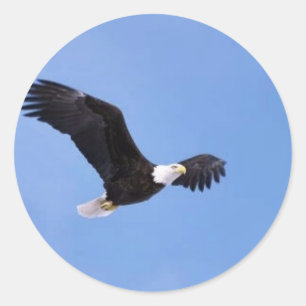 Bald eagle classic round sticker