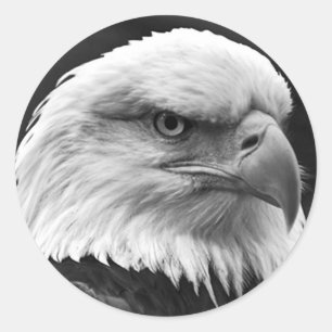 Bald Eagle Classic Round Sticker