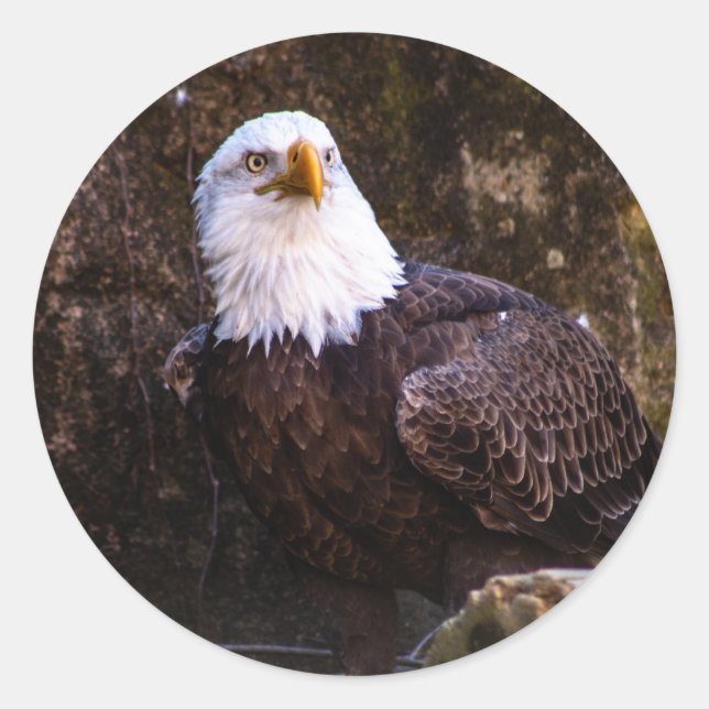 Bald Eagle Classic Round Sticker (Front)