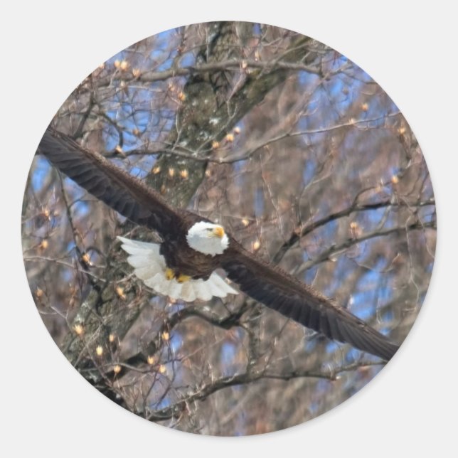 Bald Eagle Classic Round Sticker (Front)