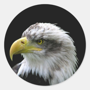 Bald Eagle Classic Round Sticker