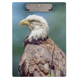Bald Eagle Clipboard