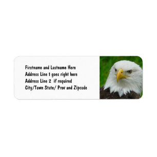 Bald Eagle - Close up Wild Eagle Photo