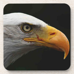 Bald Eagle coastercn Coaster