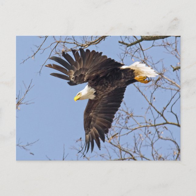 Bald Eagle Dive Postcard (Front)