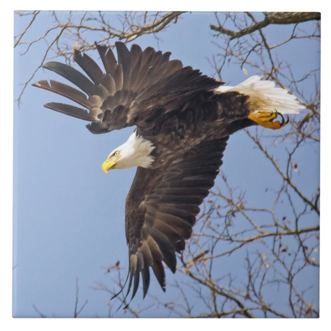 Bald Eagle Dive Tile (Front)