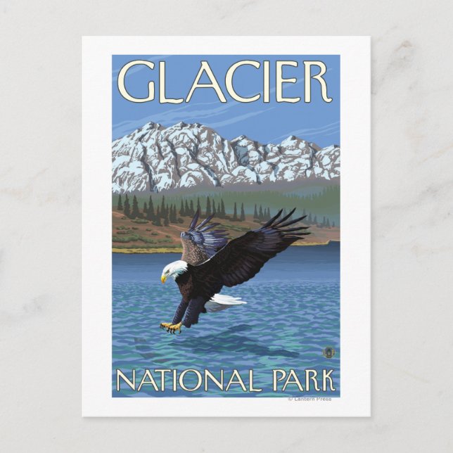 Bald Eagle Diving - Glacier National Park, MT Postcard (Front)