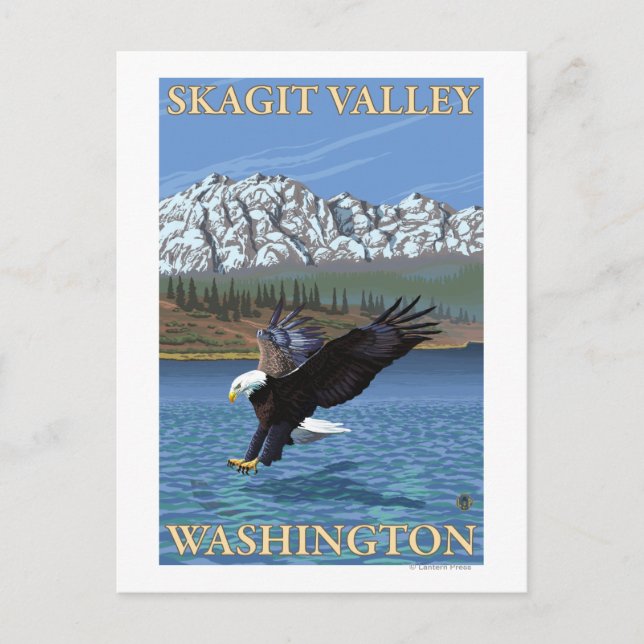 Bald Eagle Diving - Skagit Valley, Washington Postcard (Front)