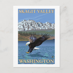 Bald Eagle Diving - Skagit Valley, Washington Postcard