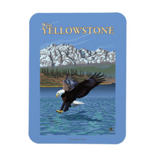 Bald Eagle Diving - West Yellowstone, MT Magnet