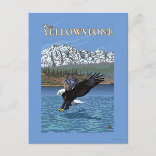 Bald Eagle Diving - West Yellowstone, MT Postcard (Front)