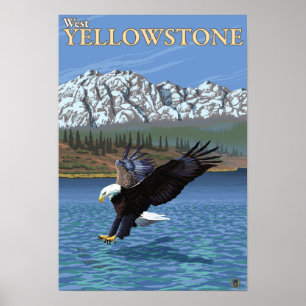 Bald Eagle Diving - West Yellowstone, MT Poster