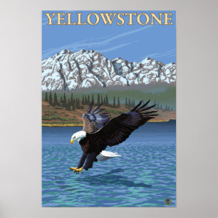 Bald Eagle Diving - Yellowstone National Park Poster