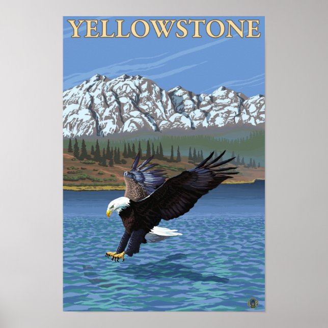 Bald Eagle Diving - Yellowstone National Park Poster (Front)