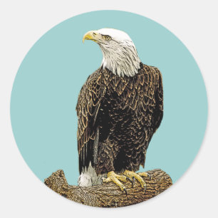 Bald Eagle Drawing Classic Round Sticker