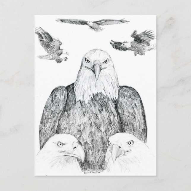 Bald Eagle Drawing Postcard (Front)