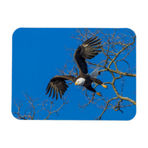 Bald Eagle Drop Magnet