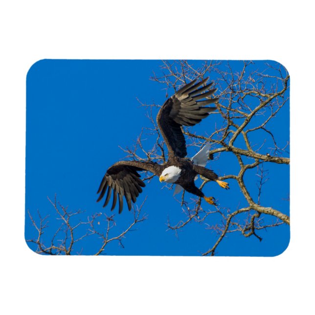 Bald Eagle Drop Magnet (Horizontal)