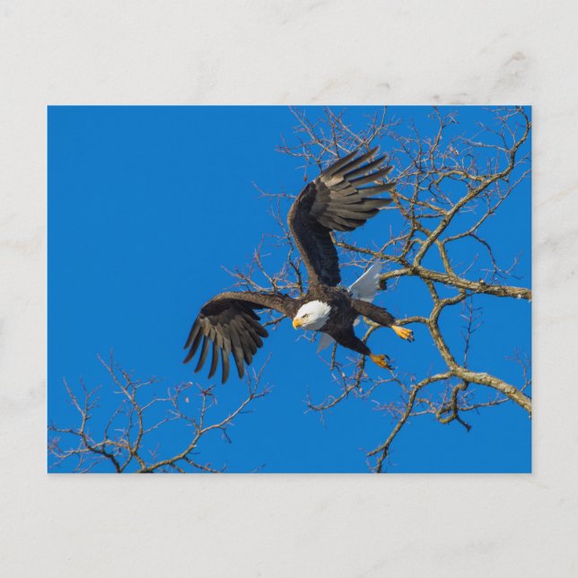 Bald Eagle Drop Postcard (Front)
