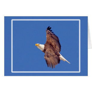 Bald Eagle Eyes To the Sky