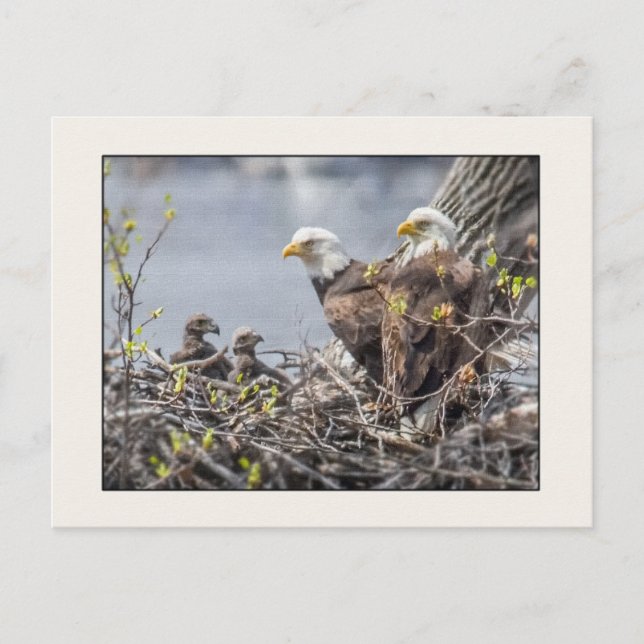 Bald Eagle Family of Four Postcard (Front)