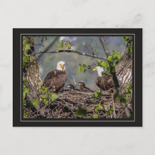 Bald Eagle Family Portrait Postcard