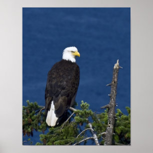 Bald Eagle Fine Art Print