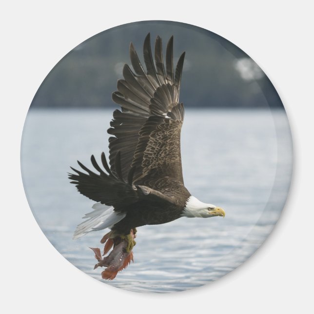 Bald Eagle Fish Retrieval Magnet (Front)
