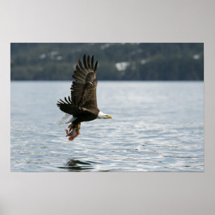 Bald Eagle Fish Retrieval Poster