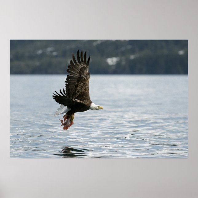 Bald Eagle Fish Retrieval Poster (Front)