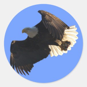 Bald Eagle Flight Collection II Classic Round Sticker