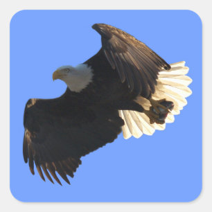 Bald Eagle Flight Collection II Stickers