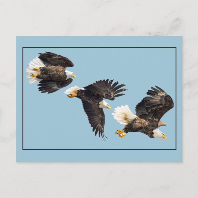 Bald Eagle Flight On Blue Postcard (Front)