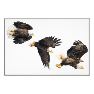 Bald Eagle Flight Photo Print