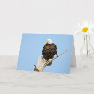 Bald Eagle Fluffing Feathers Greeting Card